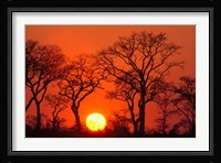 South Africa, Kruger NP, Trees silhouetted at sunset Fine Art Print