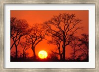 South Africa, Kruger NP, Trees silhouetted at sunset Fine Art Print