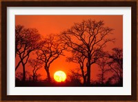 South Africa, Kruger NP, Trees silhouetted at sunset Fine Art Print