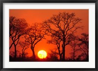 South Africa, Kruger NP, Trees silhouetted at sunset Fine Art Print