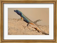 South Africa, Augrabies Falls NP, Flat lizard, Canyon Fine Art Print