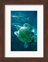 South Africa, Cape Town, Leatherback Turtle, Aquarium Fine Art Print