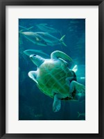 South Africa, Cape Town, Leatherback Turtle, Aquarium Fine Art Print