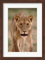 South Africa, Kgalagadi, Kalahari Desert, Lion Fine Art Print
