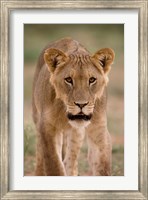 South Africa, Kgalagadi, Kalahari Desert, Lion Fine Art Print