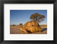 South Africa, Leopard Tortoise, Kalahari Desert Fine Art Print