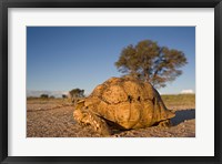South Africa, Leopard Tortoise, Kalahari Desert Fine Art Print