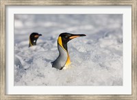 South Georgia Is, St Andrews Bay, King Penguin rookery Fine Art Print