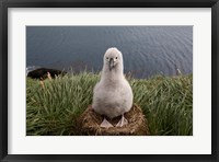 South Georgia Island, Grayheaded Albatross Chick Fine Art Print