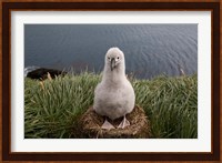 South Georgia Island, Grayheaded Albatross Chick Fine Art Print