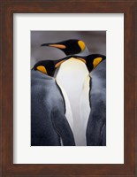 South Georgia Island, King Penguins, Elsehul Bay Fine Art Print