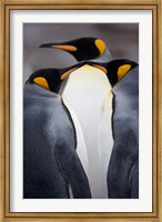 South Georgia Island, King Penguins, Elsehul Bay Fine Art Print
