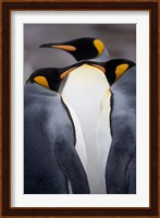 South Georgia Island, King Penguins, Elsehul Bay Fine Art Print