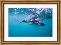 King Penguin Underwater Fine Art Print