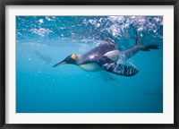 King Penguin Underwater Fine Art Print