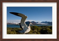 Wandering Albatross bird Fine Art Print