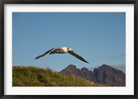 Flying Albatross Fine Art Print