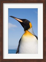 South Georgia, St Andrews Bay, King Penguin rookery Fine Art Print