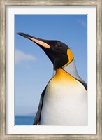 South Georgia, St Andrews Bay, King Penguin rookery Fine Art Print