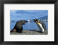 South Georgia, St Andrews Bay, King Penguins, Fur Seal Fine Art Print
