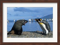 South Georgia, St Andrews Bay, King Penguins, Fur Seal Fine Art Print