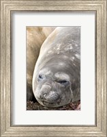 Southern Elephant Seals, Antarctica Fine Art Print