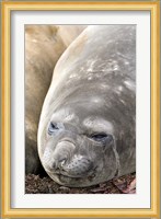 Southern Elephant Seals, Antarctica Fine Art Print