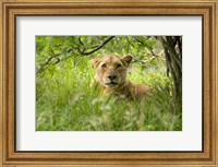 South African Lioness, Hluhulwe, South Africa Fine Art Print