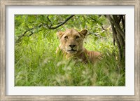 South African Lioness, Hluhulwe, South Africa Fine Art Print