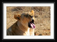 South Africa, Madikwe GR, Lion yawns in African sun Fine Art Print