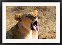 South Africa, Madikwe GR, Lion yawns in African sun Fine Art Print