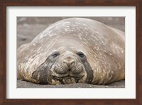 South Shetland Islands, Southern elephant seal Fine Art Print