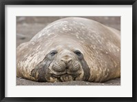 South Shetland Islands, Southern elephant seal Fine Art Print