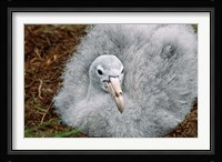 South Georgia Island, Southern Giant Petrel bird Fine Art Print