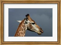 South African Giraffe, Giraffa camelopardalis Kruger NP, South Africa Fine Art Print