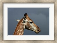 South African Giraffe, Giraffa camelopardalis Kruger NP, South Africa Fine Art Print