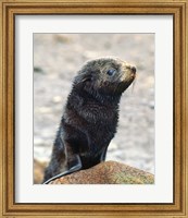 Close up of fur seal pup Fine Art Print