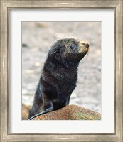 Close up of fur seal pup Fine Art Print