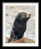 Close up of fur seal pup Fine Art Print