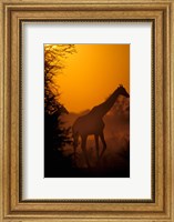 Southern Giraffe and Acacia Tree, Moremi Wildlife Reserve, Botswana Fine Art Print