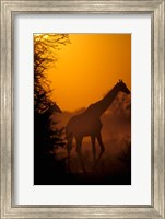 Southern Giraffe and Acacia Tree, Moremi Wildlife Reserve, Botswana Fine Art Print