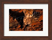 South Africa, Kalahari Desert. King Cheetah Fine Art Print