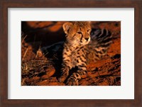 South Africa, Kalahari Desert. King Cheetah Fine Art Print