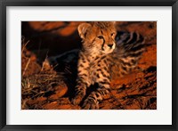 South Africa, Kalahari Desert. King Cheetah Fine Art Print
