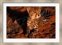 South Africa, Kalahari Desert. King Cheetah Fine Art Print