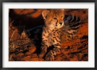 South Africa, Kalahari Desert. King Cheetah Fine Art Print