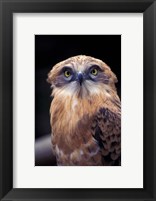 South Africa. Spotted Eagle Owl (Bubo africanus) Fine Art Print