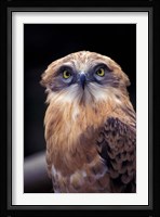 South Africa. Spotted Eagle Owl (Bubo africanus) Fine Art Print
