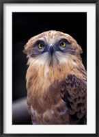 South Africa. Spotted Eagle Owl (Bubo africanus) Fine Art Print