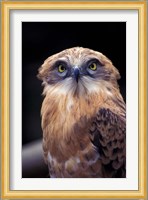 South Africa. Spotted Eagle Owl (Bubo africanus) Fine Art Print